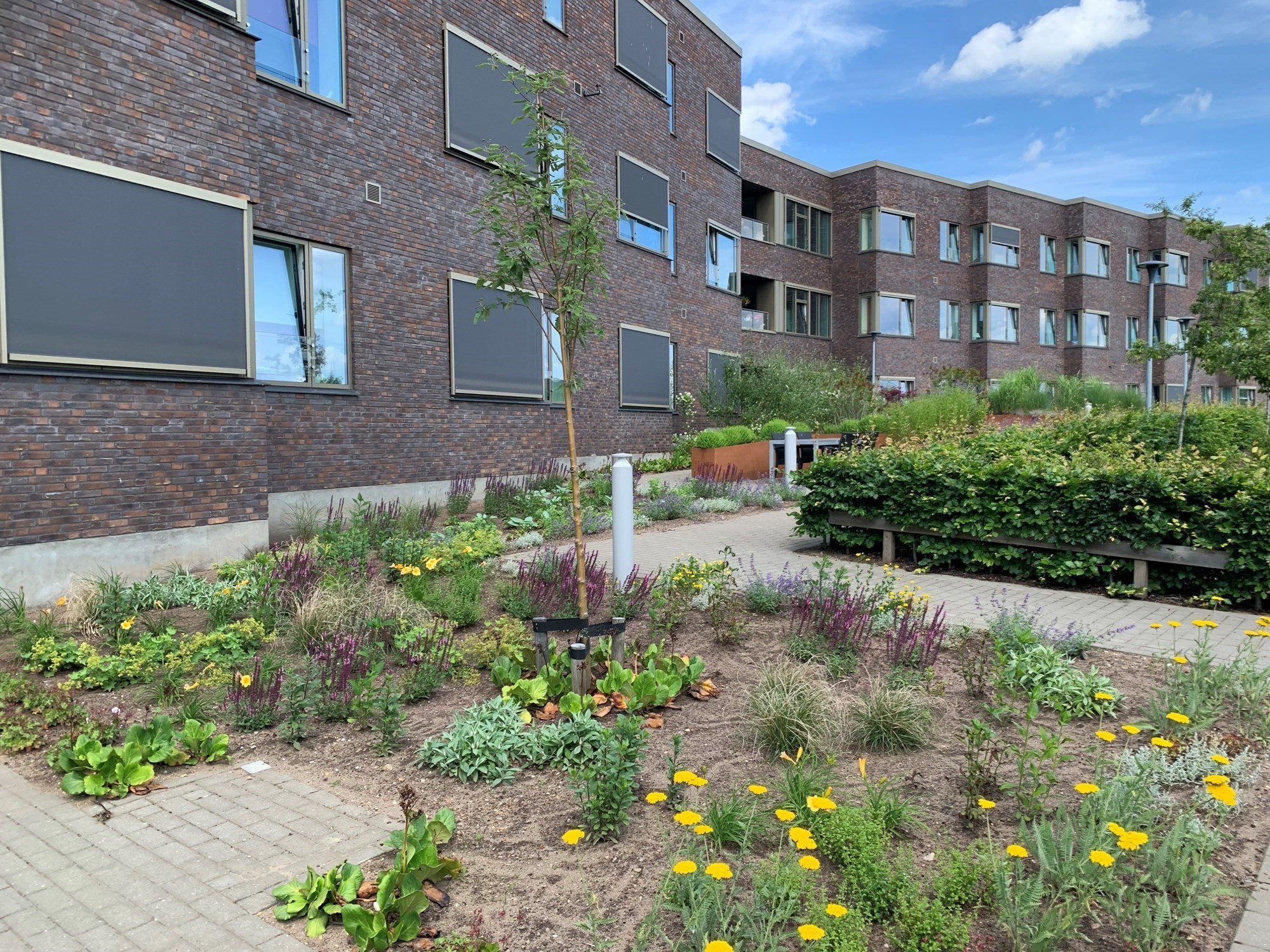 Banebo set fra haven